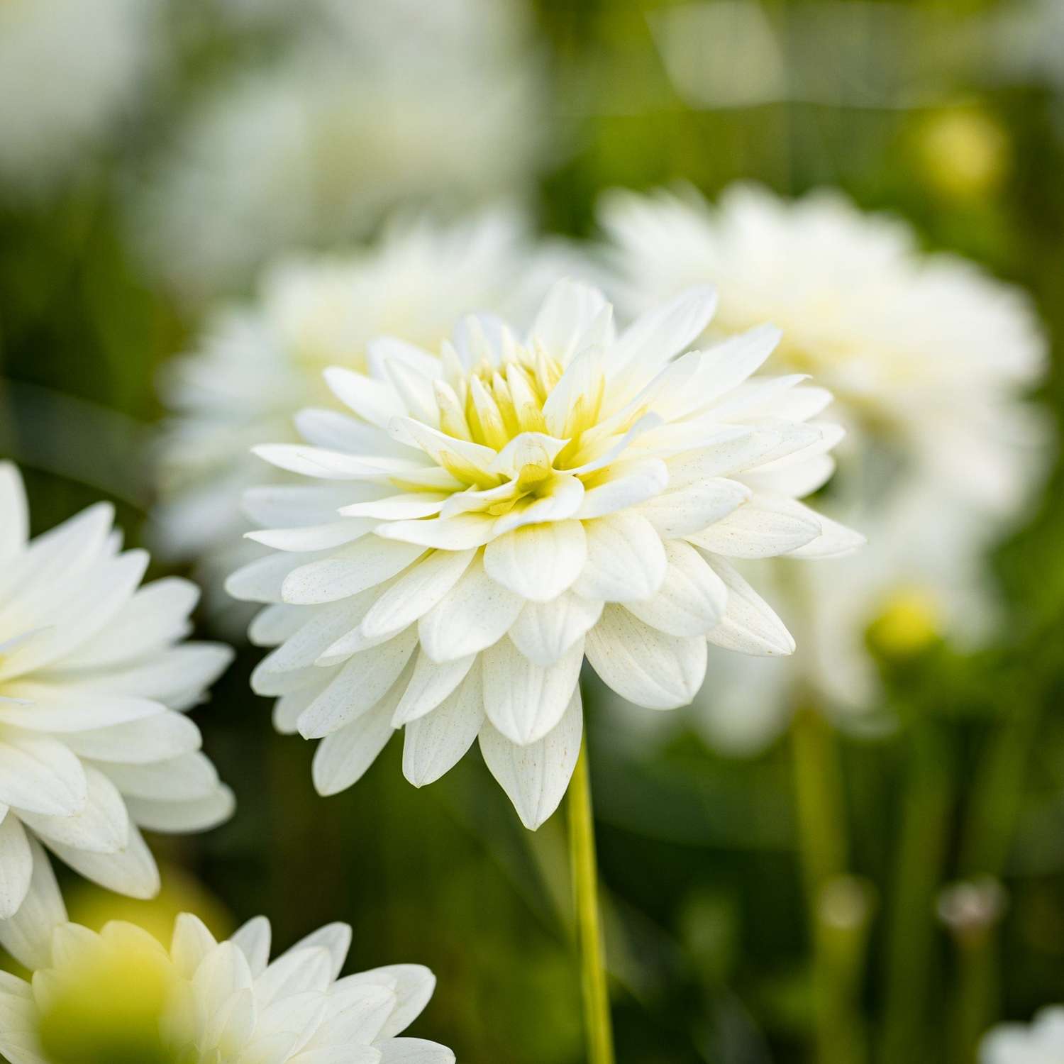 Dahlia 'Karma Maarten Zwaan'